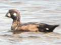 Harlequin Duck